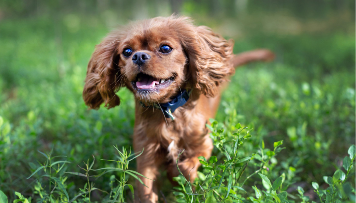 Chiens sensibles : passez à un anti-douleur naturel pour chien et éviter les effets secondaires