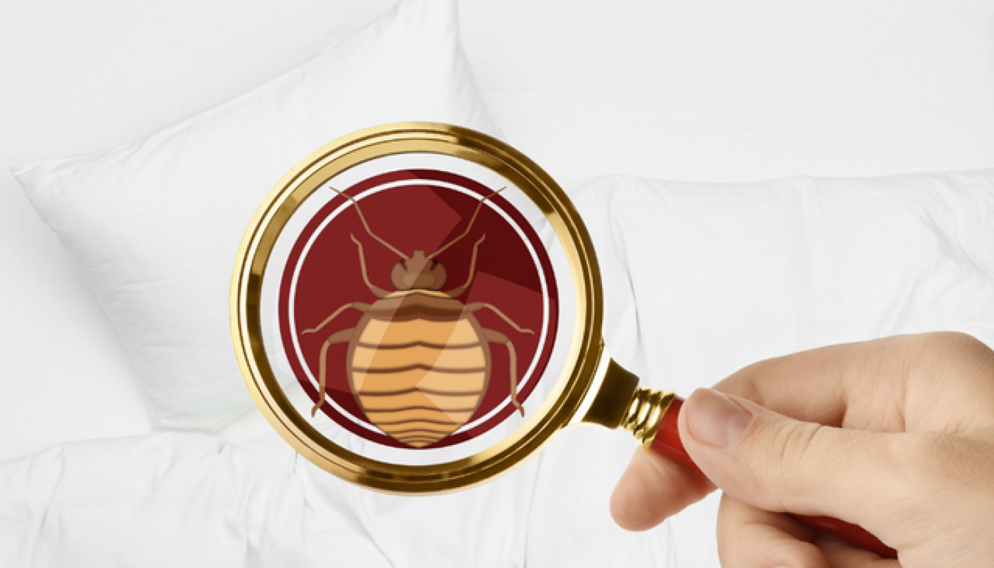 Marseille est-elle une ville plus sujette aux infestations de punaises de lit ?